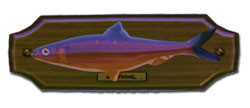 Fish aringarossa.jpg