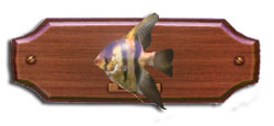Fish pesceangelo.jpg