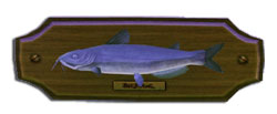 Fish pescegatto.jpg