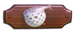 Fish pescepalla.jpg