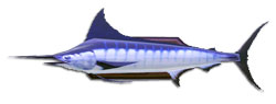 Fish pescespada.jpg