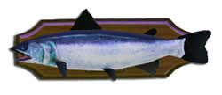 Fish salmone.jpg