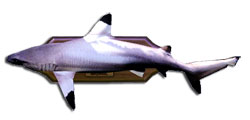 Fish squalo.jpg