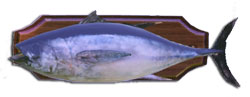 Fish tonno.jpg