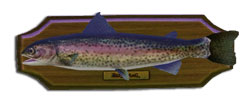 Fish trotairidea.jpg